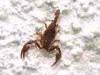Campiglia Cervo (Biella, Italy): Small skorpion