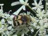 Rosazza (Biella, Italy): Trichius fasciatus