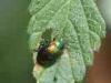Rosazza (Biella, Italy): Unidentified species o crysomelide beetle