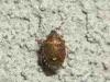 Valmosca fraction of Campiglia Cervo (Biella, Italy): Bug immature