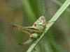 La Balma (Biella, Italy): Young grashopper
