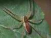 Rosazza (Biella, Italy): Beetle of the genus Rhangonycha