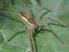 Cadrezzate (Varese, Italy): Spider of unidentified species