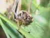 Rosazza (Biella, Italy): Young grashopper