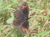 Rosazza (Biella, Italy): Butterfly (Erebia pronoe?)