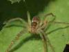 Cadrezzate (Varese, Italy): Spider of unidentified species