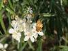 Campiglia Cervo (Biella): Farfalla su fiori