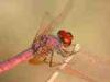 Torre San Giovanni (Lecce): Male Trithemis annulata