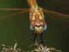 Torre San Giovanni (Lecce, Italy): Portrait of a female Trithemis annulata