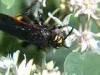 Torre San Giovanni (Lecce, Italy): Female Colpa sexmaculata