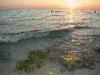 Baia Verde frazione di Gallipoli (Lecce): Tramonto con rocce coperte di alghe in primo piano