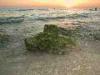 Baia Verde fraction of Gallipoli (Lecce, Italy): Sunset with rocks covered with algae in the foreground