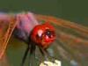 Torre San Giovanni (Lecce): Maschio di Trithemis annulata