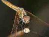 Torre San Giovanni (Lecce, Italy): Female Trithemis annulata