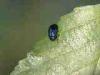 Cadrezzate (Varese, Italy): Crisomelide beetle species not identified with certainty