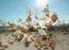 Torre San Giovanni (Lecce, Italy): Dry plant on the dunes with sea in the background