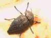 Racale (Lecce, Italy): Buprestid beetle