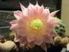 Milan (Italy): Echinopsis flower