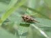 Biella, Italy: Immature grasshopper