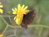 Biella, Italy: Butterfly on flower