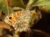 Torre San Giovanni (Lecce, Italy): Small butterfly