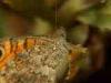 Torre San Giovanni (Lecce, Italy): Small butterfly