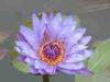 Isola Bella (Lake Maggiore, Italy): Violet waterlily