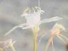 Torre San Giovanni (Lecce, Italy): White lilium