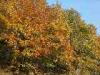 Piaro (Biella, Italy): Autumn woods