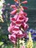 Milan (Italy): Digitalis flowers