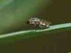 Cadrezzate (Varese, Italy): Fly of unidentified species