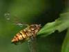 Campiglia Cervo (Biella, Italy): Probabably Episyrphus balteatus