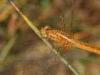 Torre San Giovanni (Lecce): Femmina di di Crocothemis erythraea