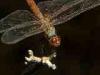 Torre San Giovanni (Lecce, Italy): Female Trithemis annulata