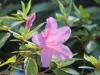 Tremezzo (Como, Italy): Rododendrum flower in the park of Villa Carlotta