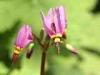 Campiglia Cervo (Biella): Fiore di giardino roccioso