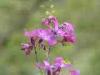 Valmosca fraction of Campiglia Cervo (Biella, Italy): Spring flowers