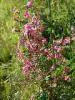 Rosazza (Biella, Italy): Meadow spring flowers