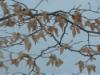 Biella, Italy: Dead leaves still hanging on the branch near the Sanctuary of Oropa