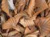 Biella (Italy): Dead leaves in the woods around the Sanctuary of Oropa