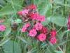 Rosazza (Biella, Italy): Carnations