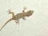 Taviano (Lecce, Italy): Gecko on the wall of a house
