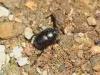 Caglio (Como, Italy): Beetle, probably Geotrupes stercorarius