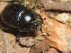 Caglio (Como, Italy): Beetle, probably Geotrupes stercorarius