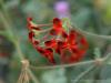 Milan (Italy): Exotic geranium at flowers at Orticola 2016