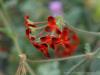 Milan (Italy): Exotic geranium at flowers at Orticola 2016