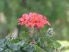 Zavatterello (Pavia, Italy): Geranium flowers