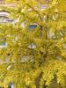 Milan (Italy): Autumn colors of a Ginkgo biloba inside the main seat of the State University