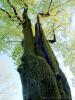 Tremezzo (Como, Italy): Large tree in the park of Villa Carlotta