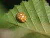 Cadrezzate (Varese, Italy): Coccinellide Halyzia sedecimguttata